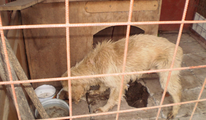 4. fotografia fotogalérie Psia karanténa / Čuvač