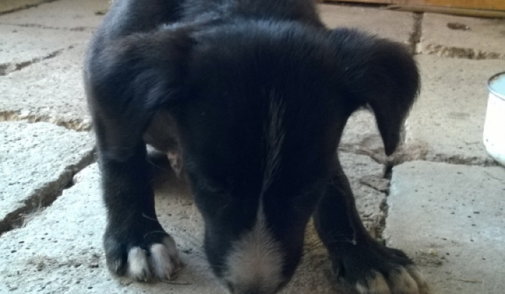 1. fotografia fotogalérie Psia karanténa / Odložené šteňa