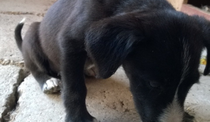 2. fotografia fotogalérie Psia karanténa / Odložené šteňa