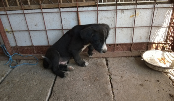 3. fotografia fotogalérie Psia karanténa / Odložené šteňa