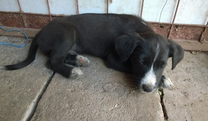 4. fotografia fotogalérie Psia karanténa / Odložené šteňa
