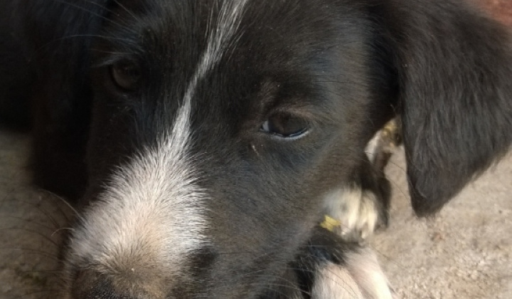 5. fotografia fotogalérie Psia karanténa / Odložené šteňa