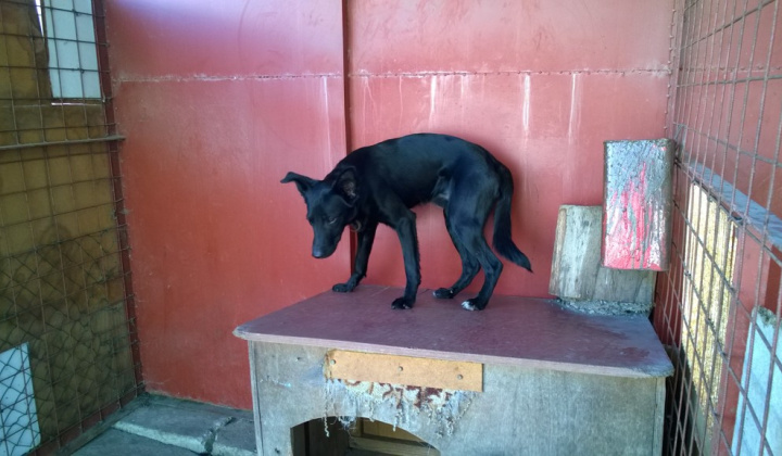 1. fotografia fotogalérie Psia karanténa / Šteňa labradora