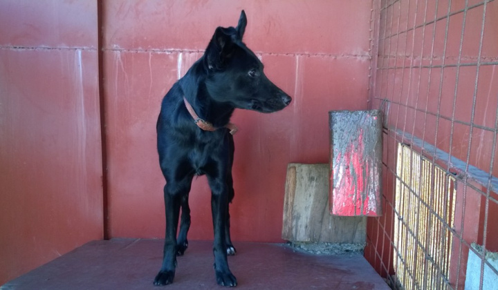 2. fotografia fotogalérie Psia karanténa / Šteňa labradora