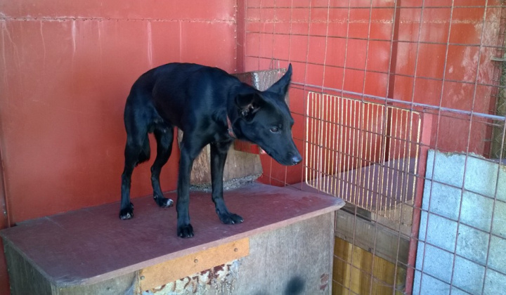 3. fotografia fotogalérie Psia karanténa / Šteňa labradora