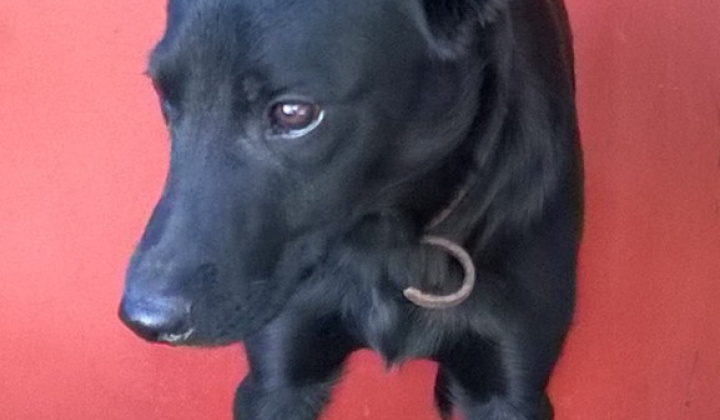 4. fotografia fotogalérie Psia karanténa / Šteňa labradora