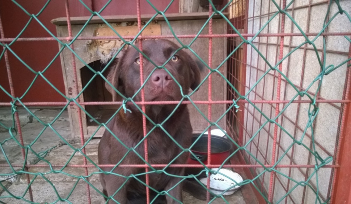 1. fotografia fotogalérie Psia karanténa / Hnedý labrador