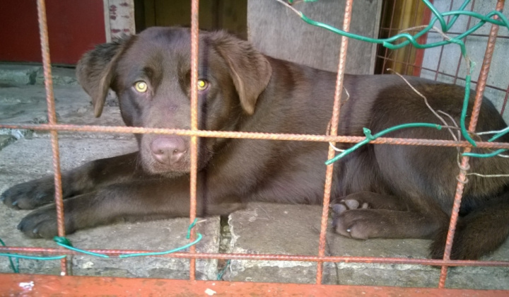 2. fotografia fotogalérie Psia karanténa / Hnedý labrador