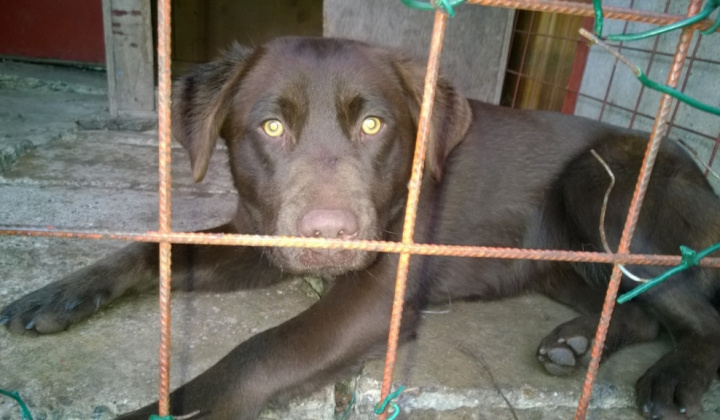 3. fotografia fotogalérie Psia karanténa / Hnedý labrador