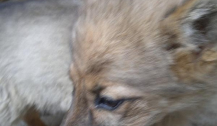 2. fotografia fotogalérie Šteniatko