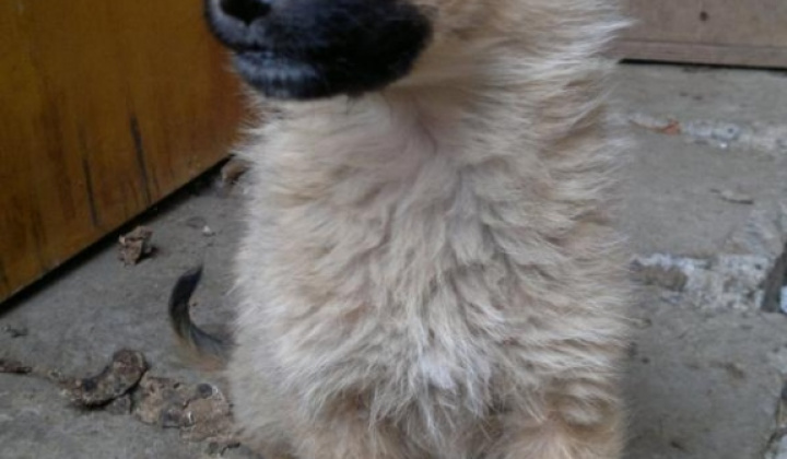 3. fotografia fotogalérie Šteniatko