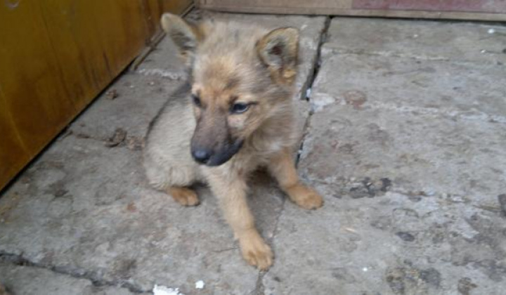 4. fotografia fotogalérie Šteniatko