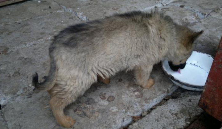 5. fotografia fotogalérie Šteniatko