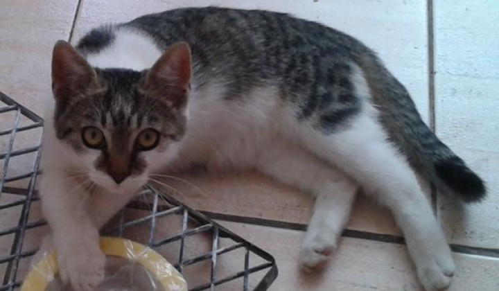 1. fotografia fotogalérie Stratila sa mačka