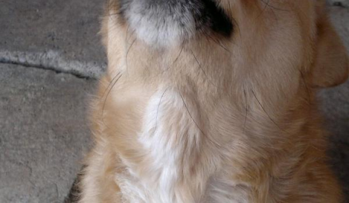 1. fotografia fotogalérie Kríženec retriever