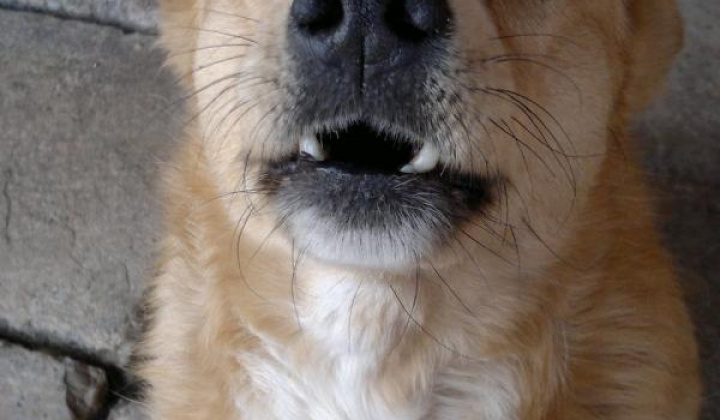 2. fotografia fotogalérie Kríženec retriever