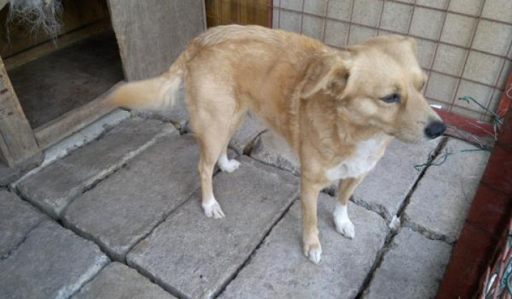 3. fotografia fotogalérie Kríženec retriever