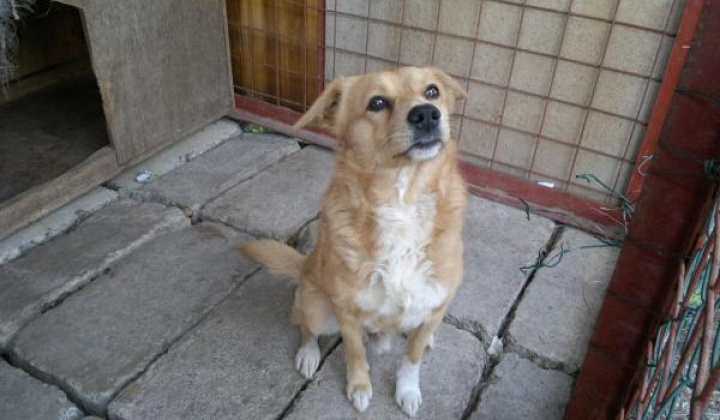 4. fotografia fotogalérie Kríženec retriever