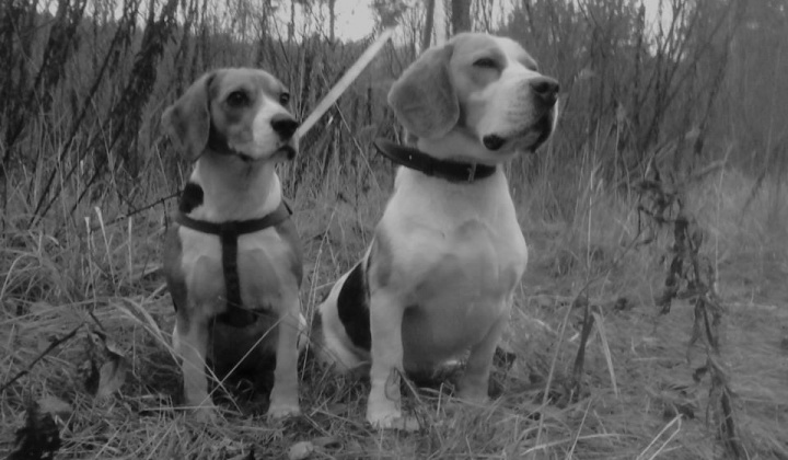 1. fotografia fotogalérie Stratili sa psíky