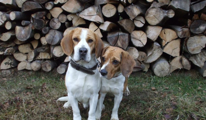 2. fotografia fotogalérie Stratili sa psíky