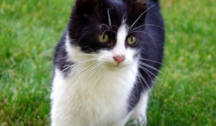 1. fotografia fotogalérie Čiernobiele mačiatko