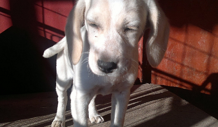 1. fotografia fotogalérie Biele šteniatko