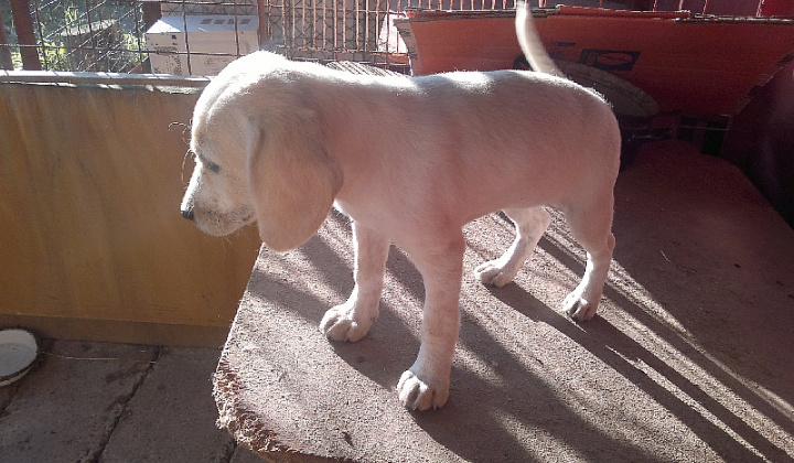 2. fotografia fotogalérie Biele šteniatko