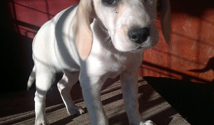 3. fotografia fotogalérie Biele šteniatko