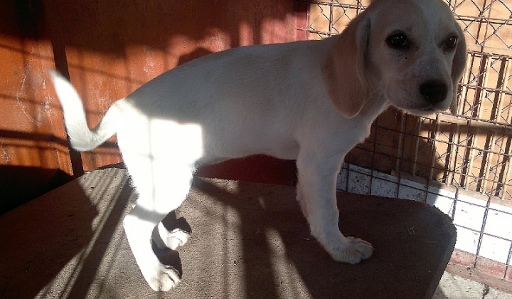 4. fotografia fotogalérie Biele šteniatko