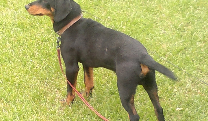 1. fotografia fotogalérie Šteňa slovenského kopova