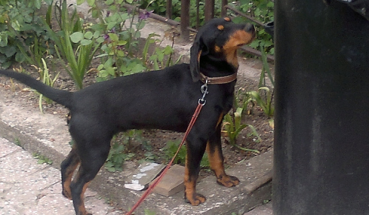 2. fotografia fotogalérie Šteňa slovenského kopova