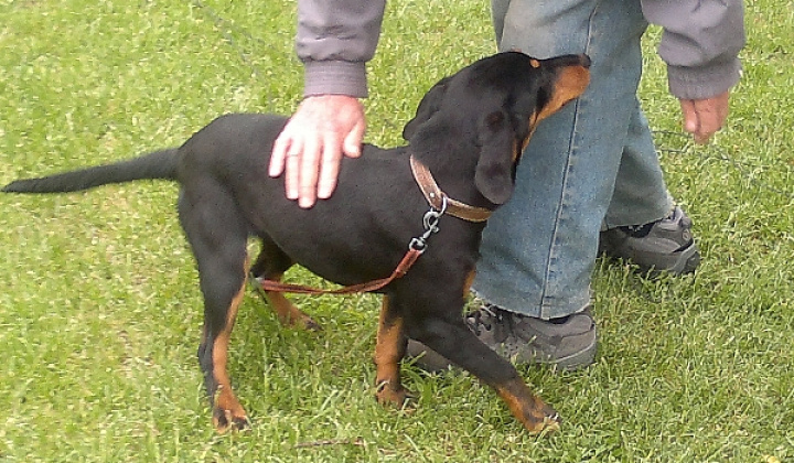 3. fotografia fotogalérie Šteňa slovenského kopova