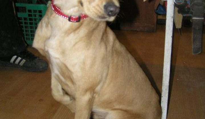 1. fotografia fotogalérie Mladá sučka