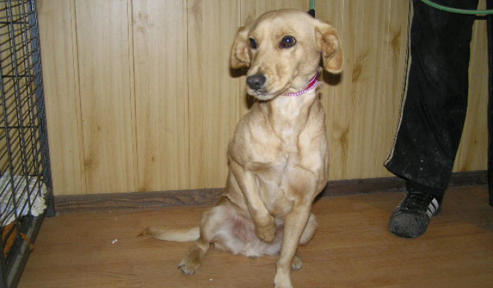 2. fotografia fotogalérie Mladá sučka