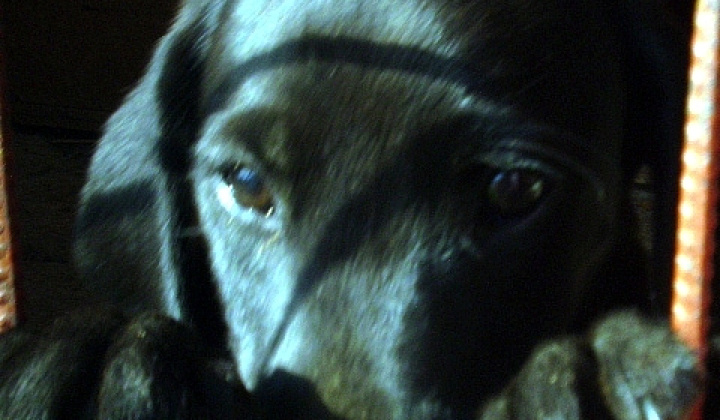 1. fotografia fotogalérie 4 čierne šteniatka