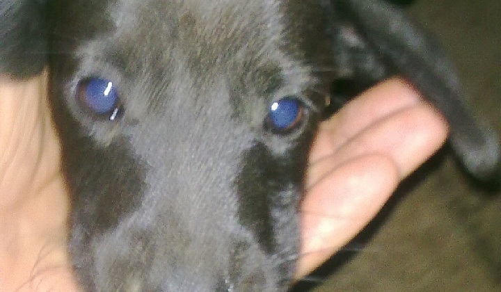 2. fotografia fotogalérie 4 čierne šteniatka