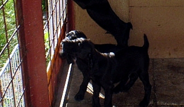 3. fotografia fotogalérie 4 čierne šteniatka