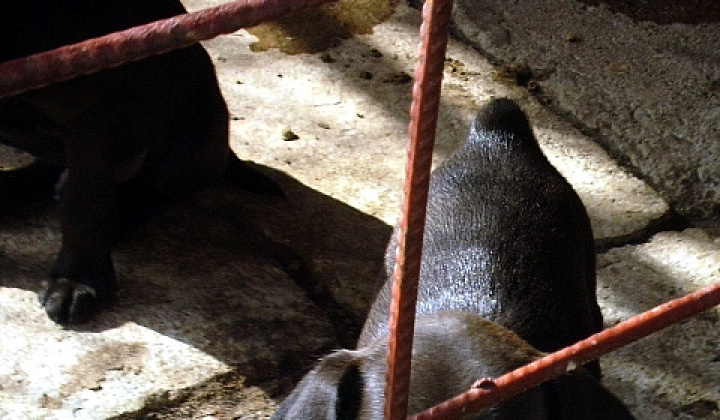 4. fotografia fotogalérie 4 čierne šteniatka