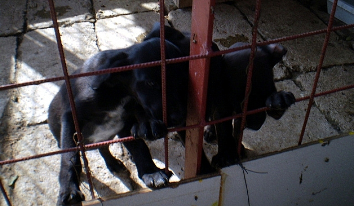 5. fotografia fotogalérie 4 čierne šteniatka