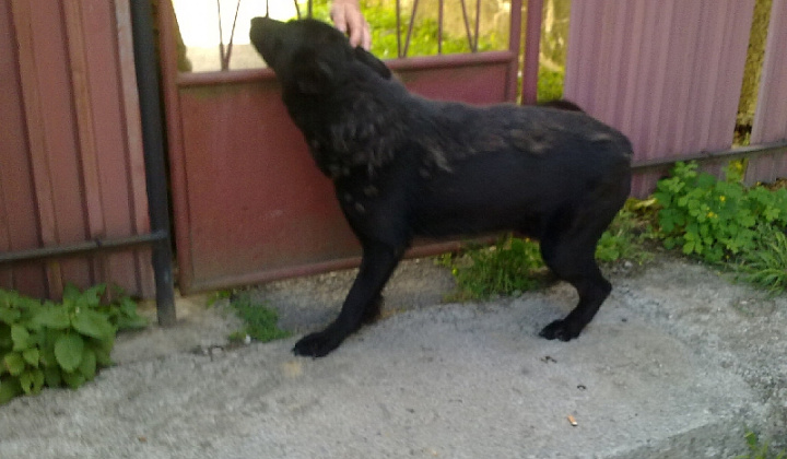 1. fotografia fotogalérie Čierny vlčiak