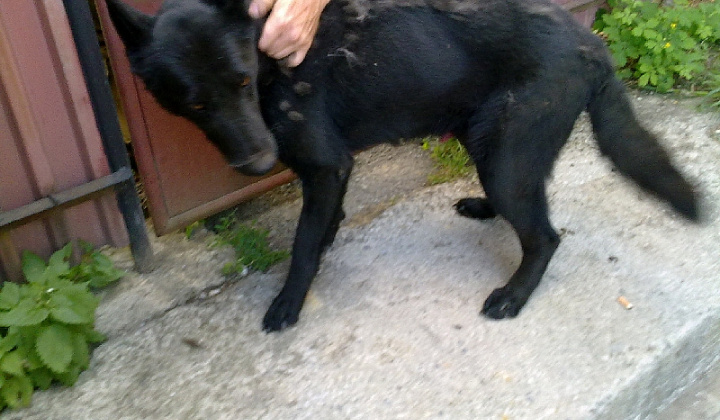 2. fotografia fotogalérie Čierny vlčiak