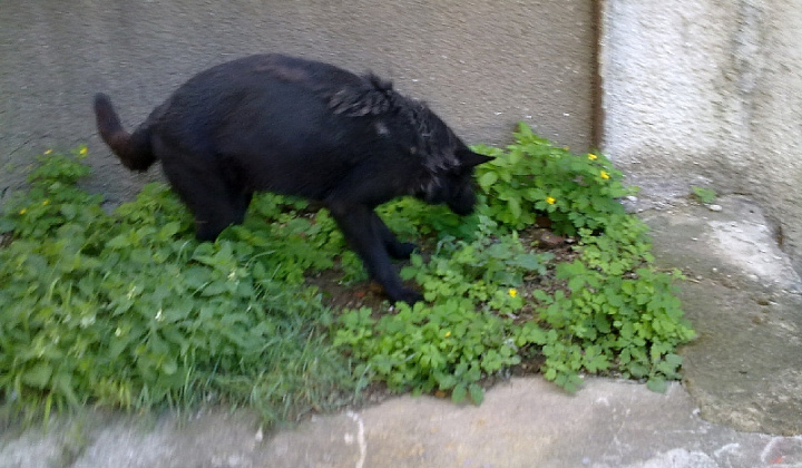 3. fotografia fotogalérie Čierny vlčiak