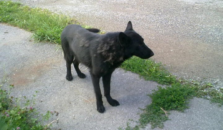 4. fotografia fotogalérie Čierny vlčiak