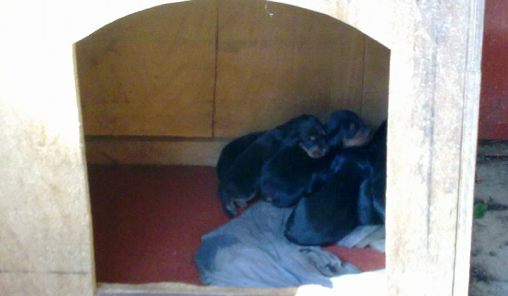 1. fotografia fotogalérie 9 šteniatok kopova