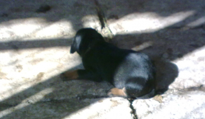 2. fotografia fotogalérie 9 šteniatok kopova