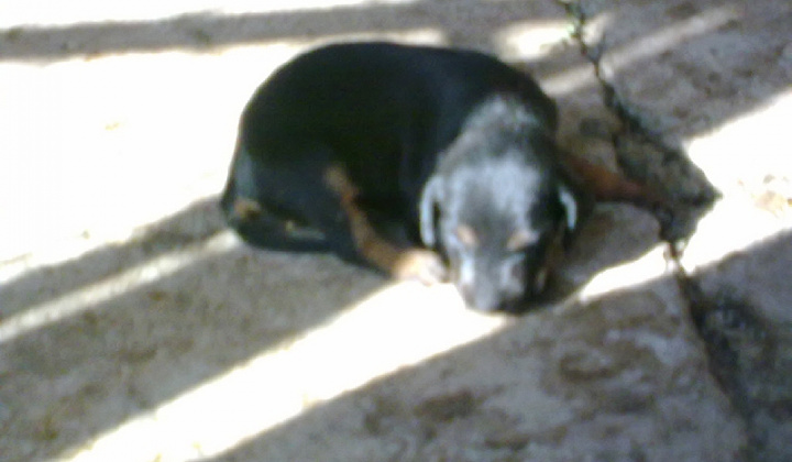 3. fotografia fotogalérie 9 šteniatok kopova