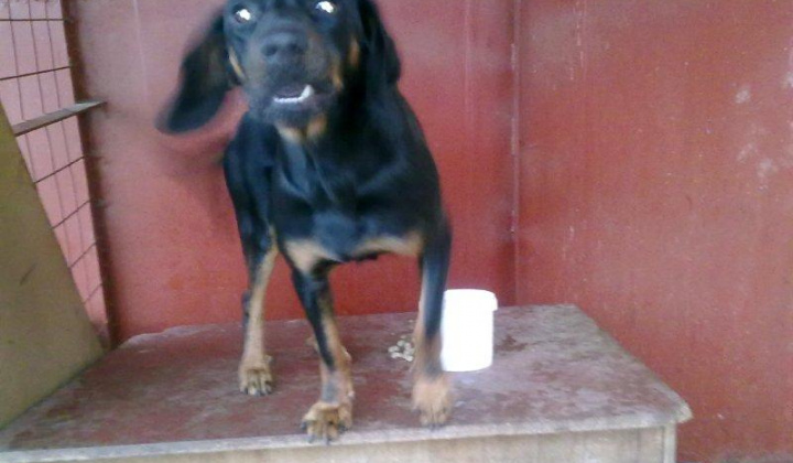 1. fotografia fotogalérie Slovenský kopov