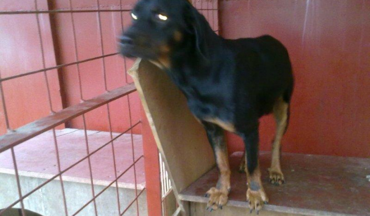 3. fotografia fotogalérie Slovenský kopov