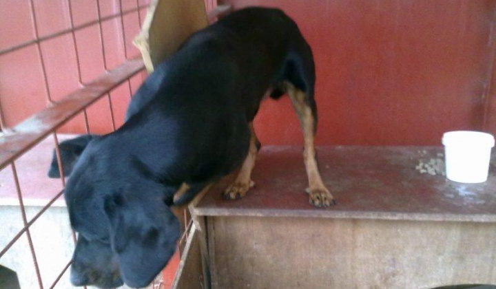 6. fotografia fotogalérie Slovenský kopov