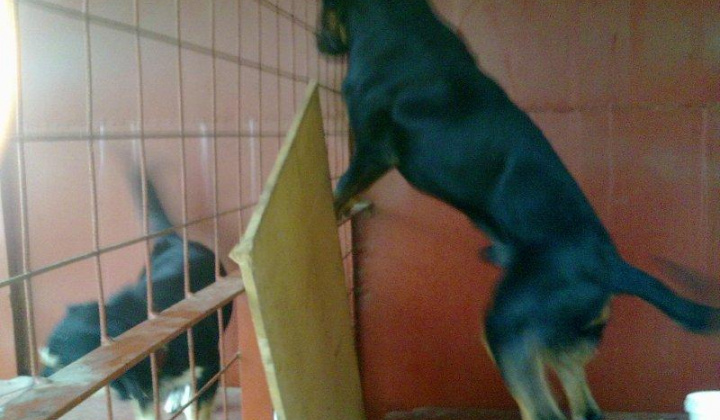 7. fotografia fotogalérie Slovenský kopov